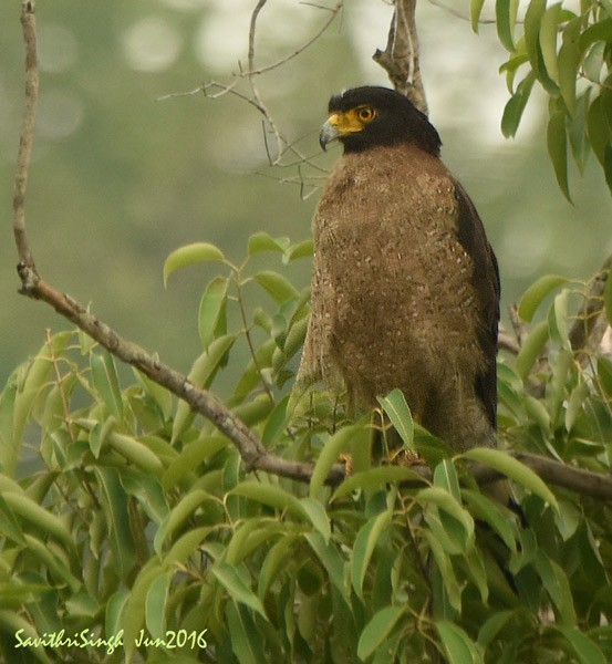 Crested Serpent-Eagle - ML378780411
