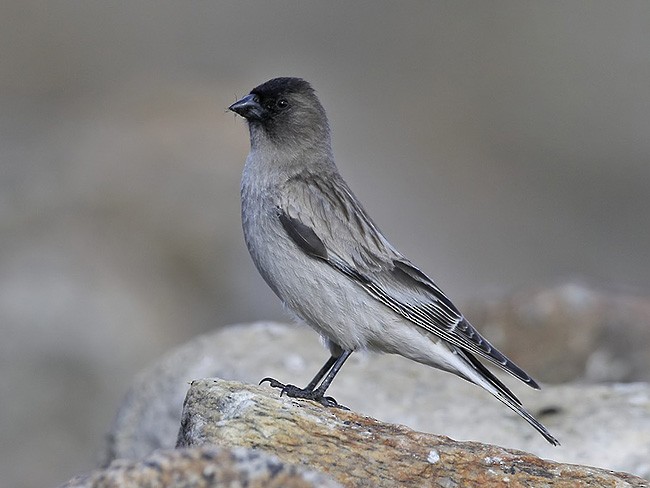 Black-headed Mountain Finch - ML378780581