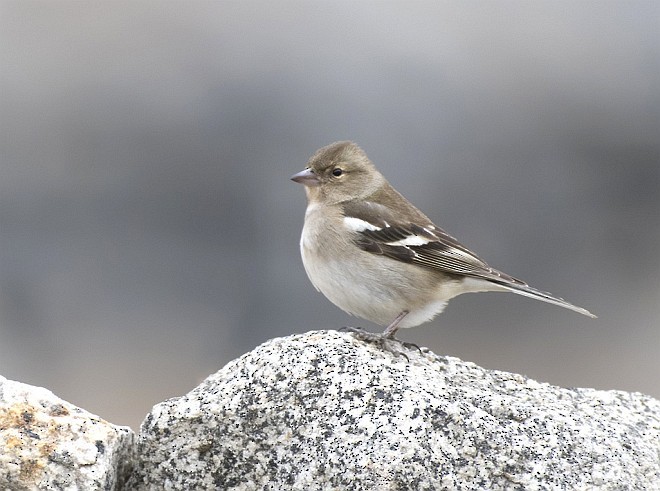 Common Chaffinch - ML378780811