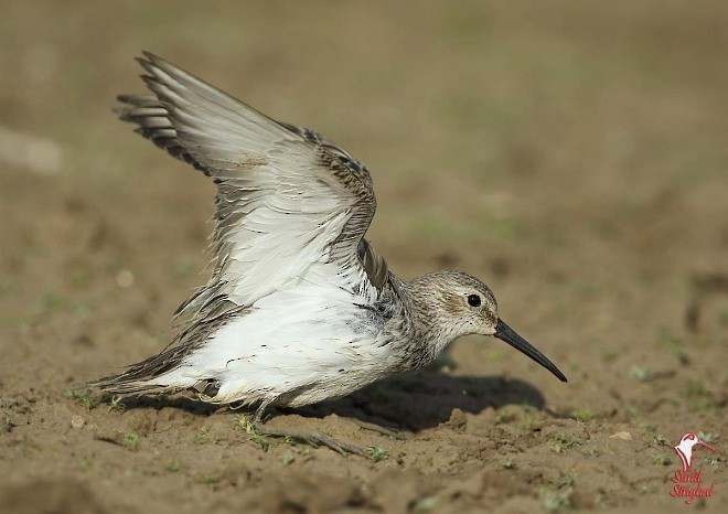 Dunlin - ML378781421