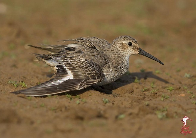 Dunlin - ML378781431