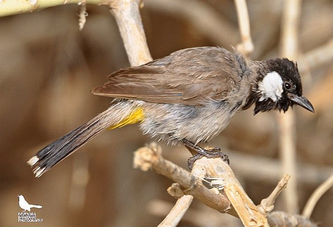 Bulbul Orejiblanco - ML378782101