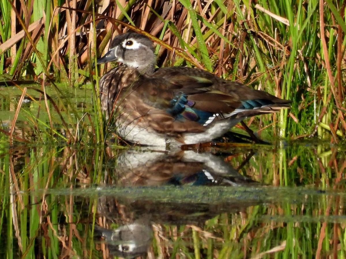 Canard branchu - ML378782271