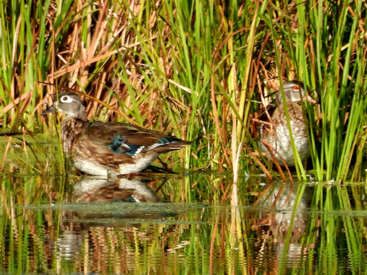 Canard branchu - ML378782281