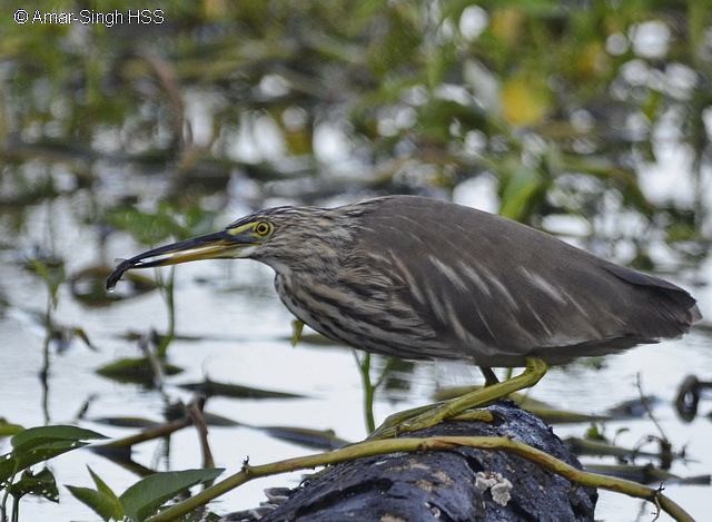 Chinese Pond-Heron - ML378782371