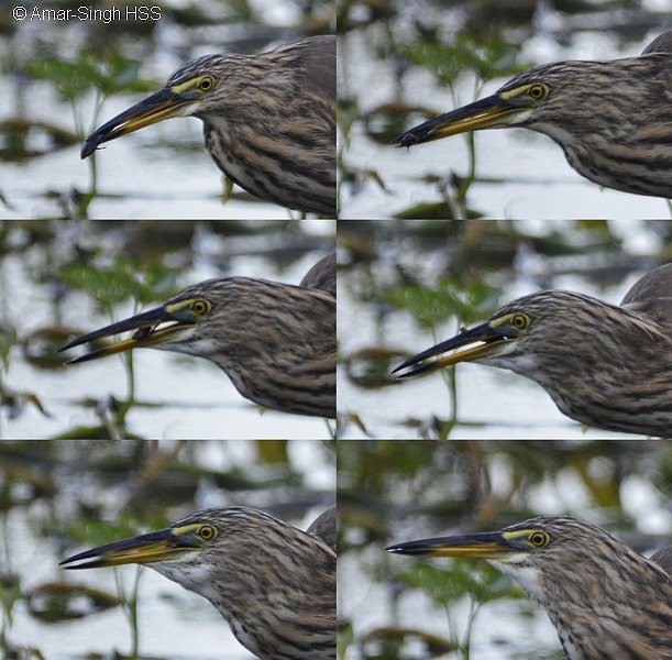 Chinese Pond-Heron - ML378782381