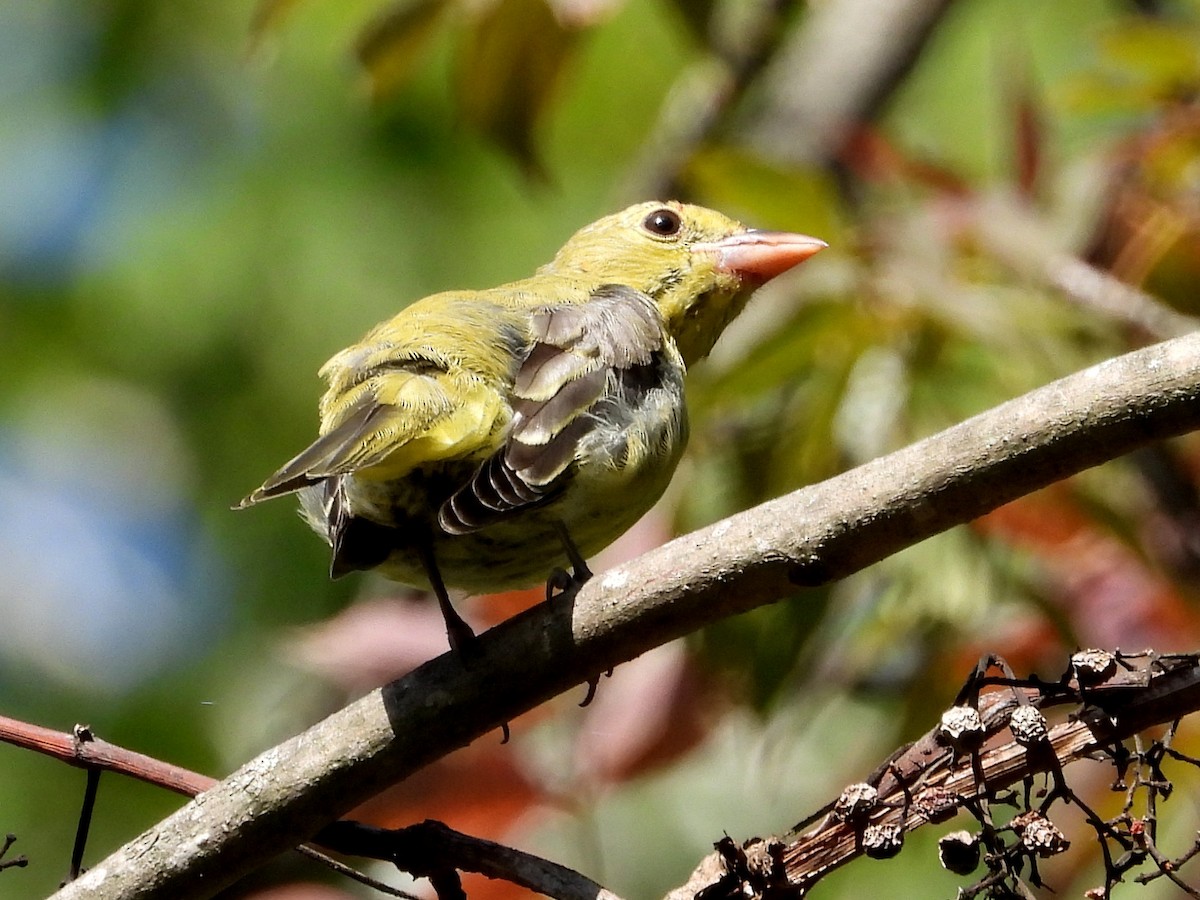 Piranga écarlate - ML378782941
