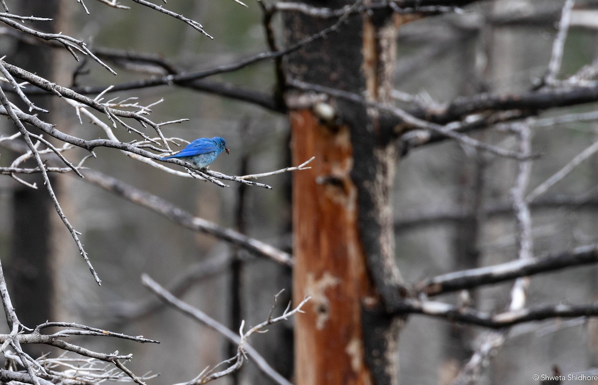 Mountain Bluebird - ML378783171