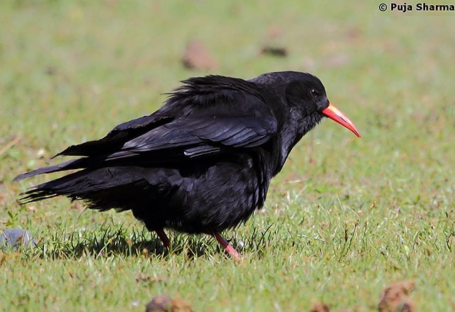 Red-billed Chough (Red-billed) - Puja Sharma