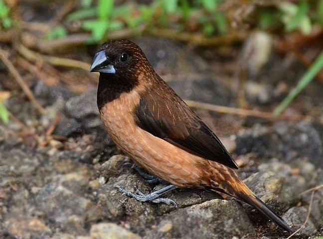 Black-throated Munia - ML378784021