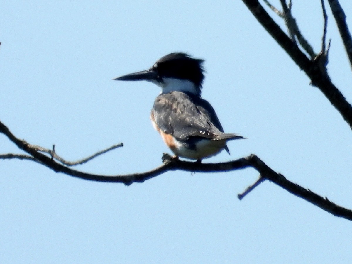 Martin-pêcheur d'Amérique - ML378784101