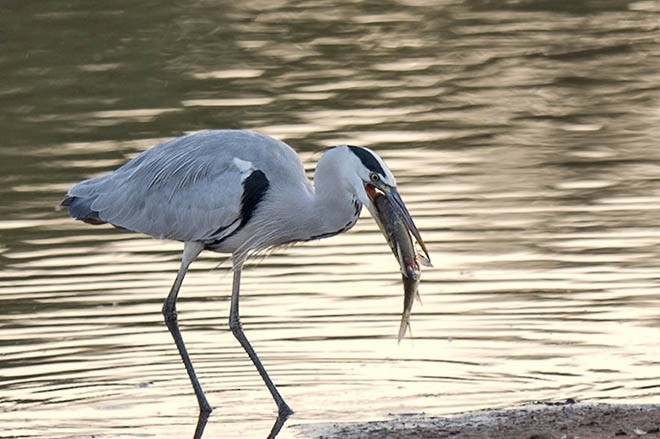 Gray Heron (Gray) - Supriyo Ghoshal