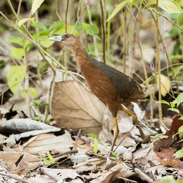 Isabelline Bush-hen - Simon van der Meulen