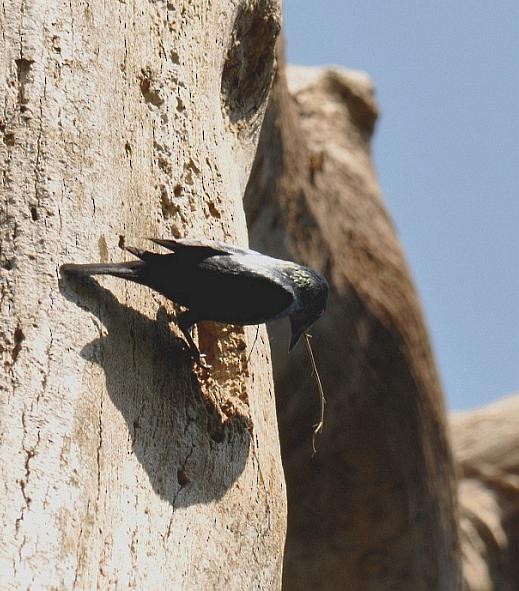 Short-tailed Starling - Oki Hidayat