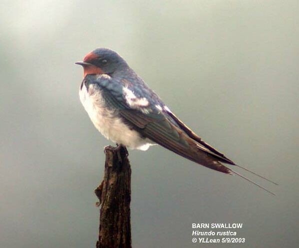 Barn Swallow - ML378786521