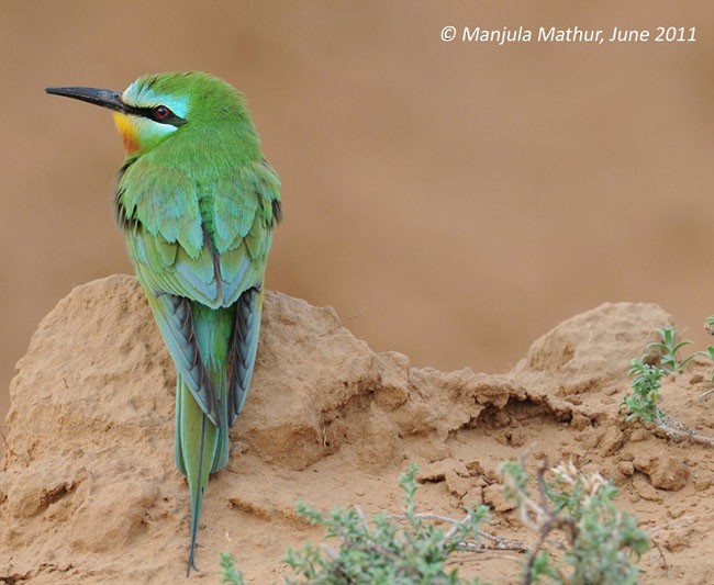 Blauwangenspint - ML378787281