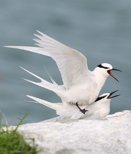 Black-naped Tern - ML378787361