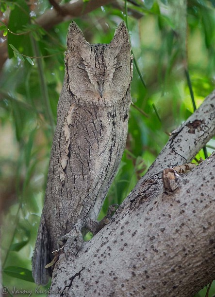 Pallid Scops-Owl - ML378787411