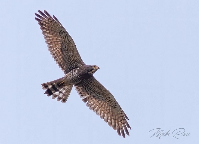 Gray-faced Buzzard - Mike Rose