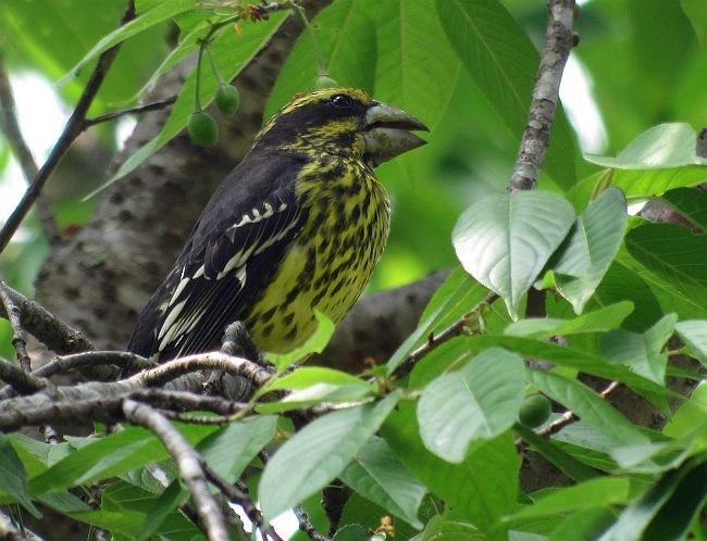 Spot-winged Grosbeak - ML378788291