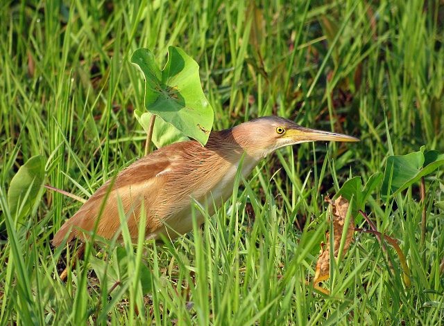 Yellow Bittern - ML378788301