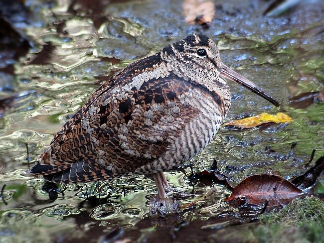 sluka lesní - ML378788321