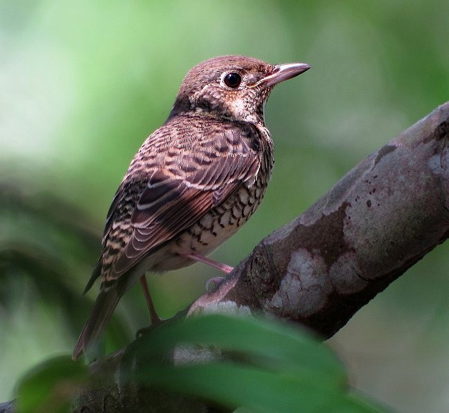 White-throated Rock-Thrush - Michael Schmitz