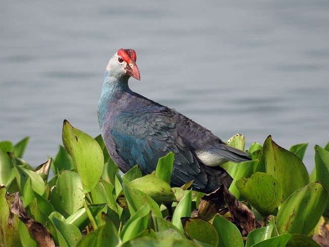 slípka šedohlavá - ML378788351