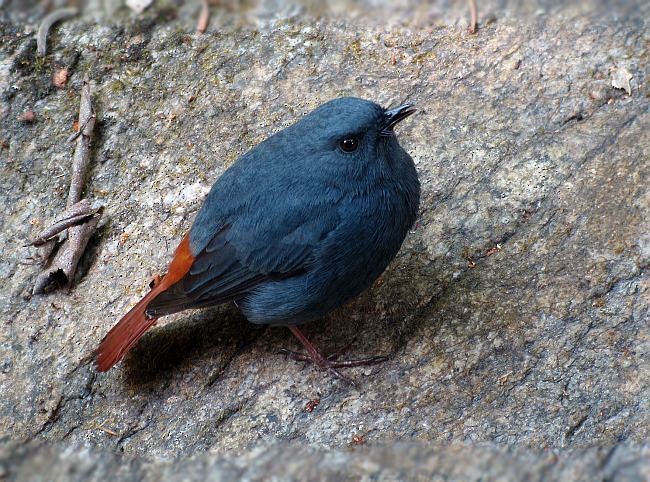 Plumbeous Redstart - Michael Schmitz