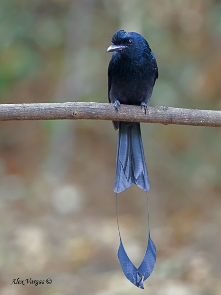 Drongo à raquettes - ML378788731