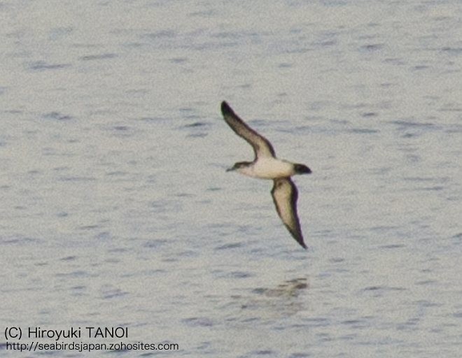 Bryan's Shearwater - ML378789321