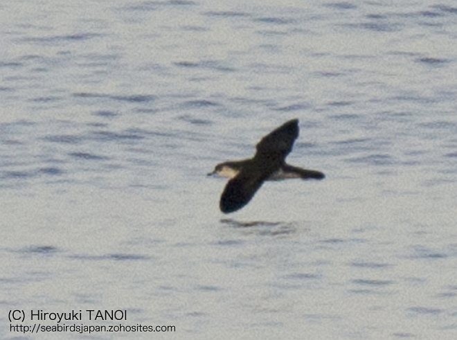 Bryan's Shearwater - ML378789351