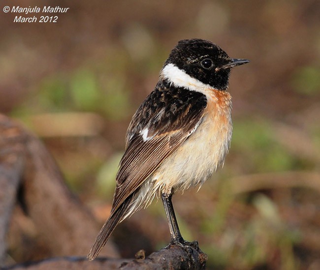 Siberian Stonechat - ML378789431