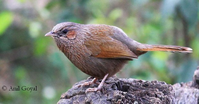 Streaked Laughingthrush - ML378790231