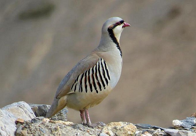 Chukar - ML378790241