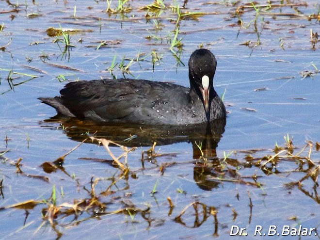 Eurasian Coot - ML378790991