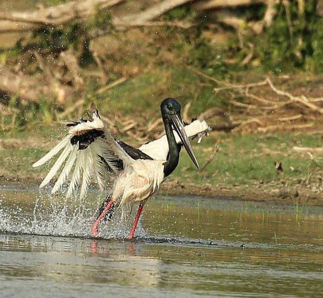Black-necked Stork - Premasiri Mapalagama