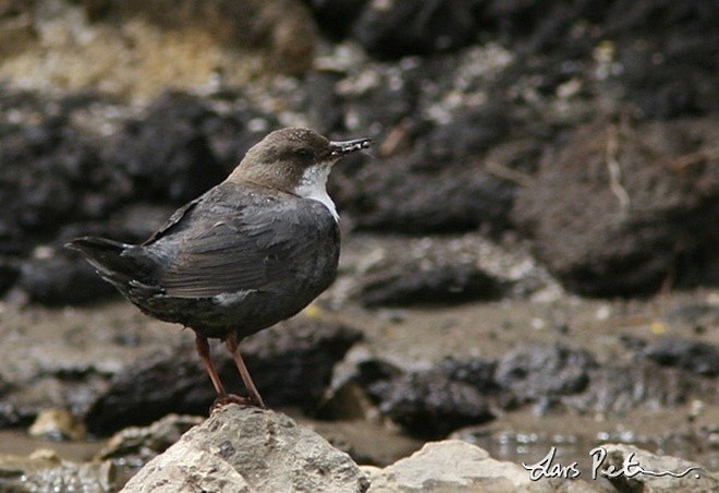 White-throated Dipper - ML378791791