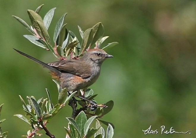 White-browed Tit-Warbler - ML378791801