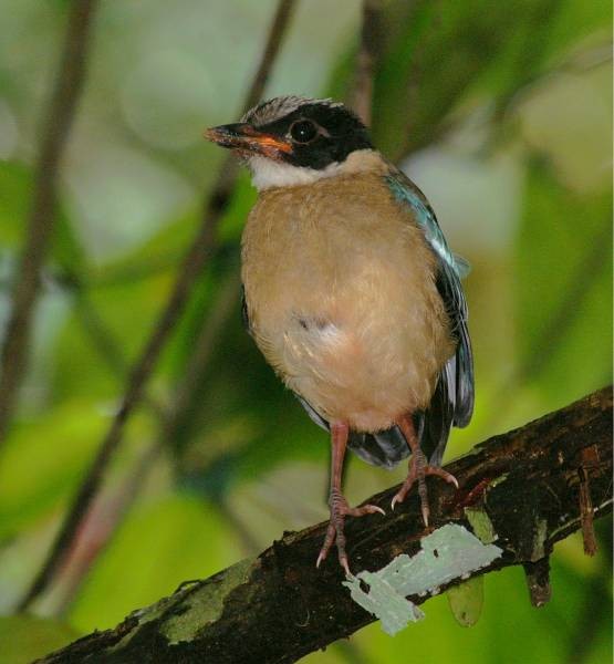 Blue-winged Pitta - ML378792001