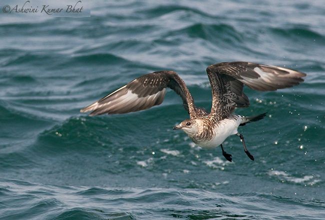 Parasitic Jaeger - ML378792641