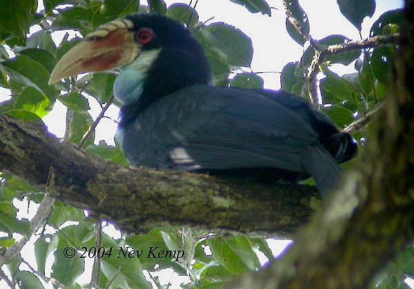 Sumba Hornbill - Nev Kemp