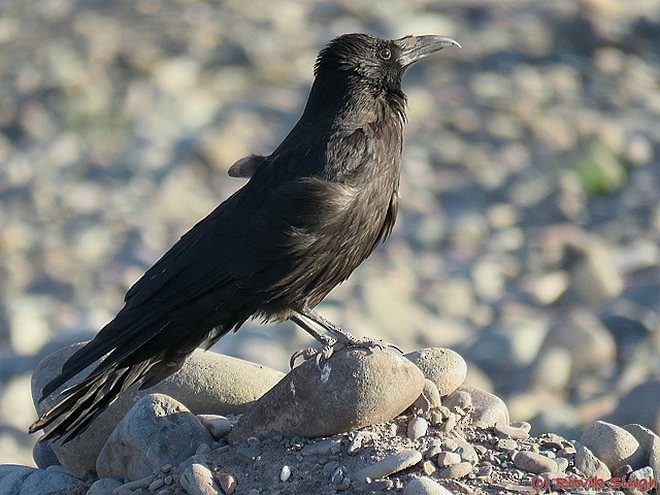 Хар хэрээ - ML378793871