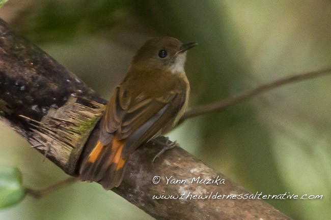 Furtive Flycatcher - ML378794291