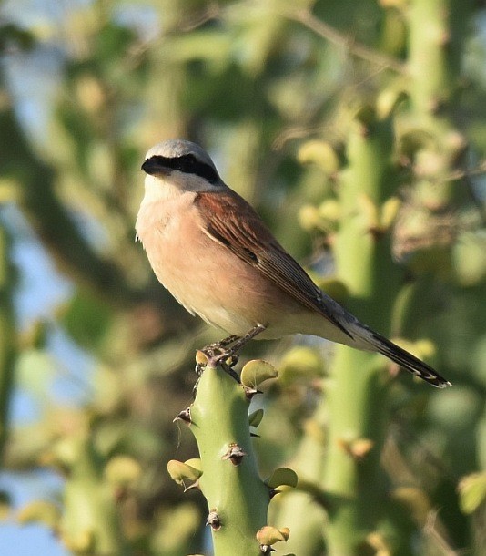 Red-backed Shrike - ML378794311