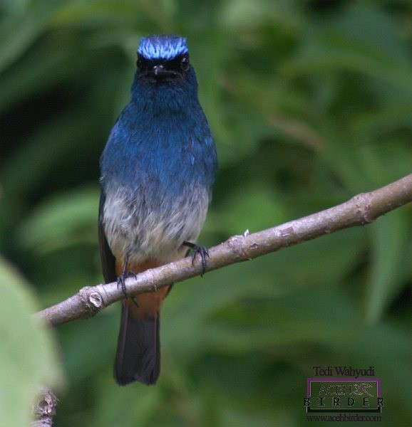 Indigo Flycatcher (Rufous-vented) - ML378795911
