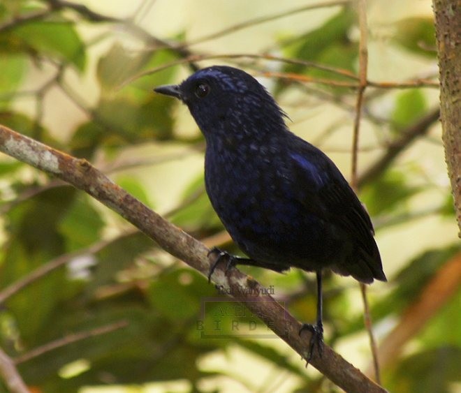 Shiny Whistling-Thrush - ML378795921