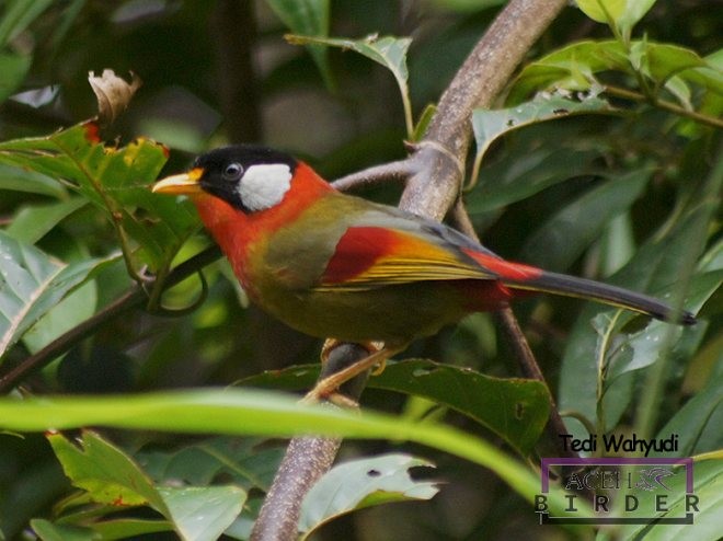 Silver-eared Mesia (Sumatran) - ML378795991