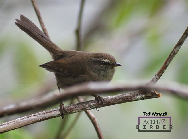 Aberrant Bush Warbler (Sunda) - ML378796001