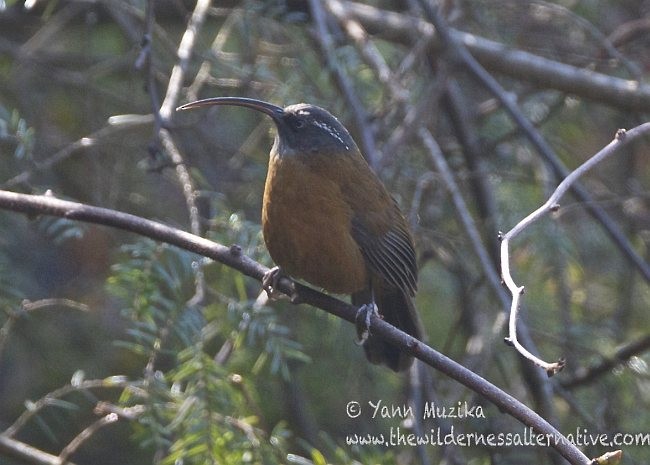 Slender-billed Scimitar-Babbler - ML378796421